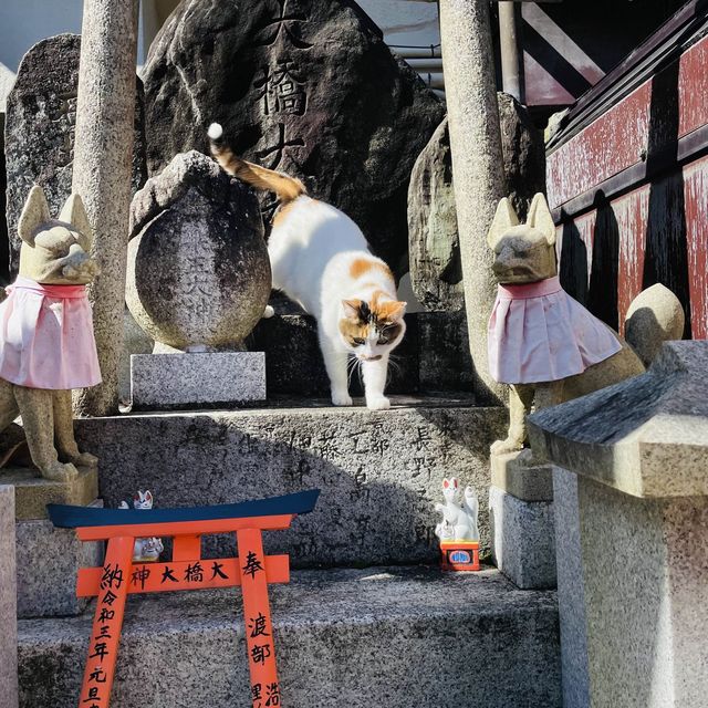 Cat guides you in Kyoto like anime!