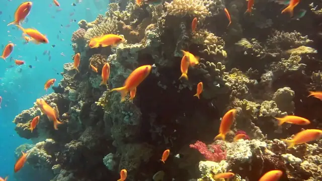 Diving experience 