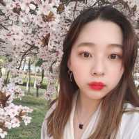 봄을 잔뜩 품은 공원