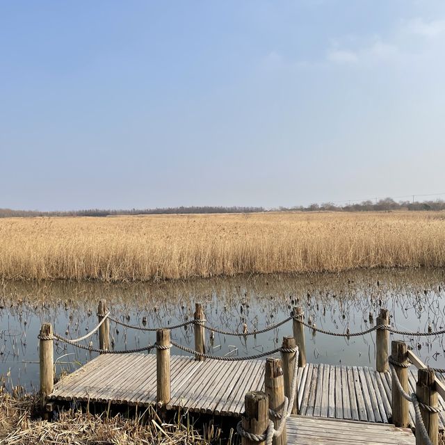 Dongtan Wetland Park, Chongming
