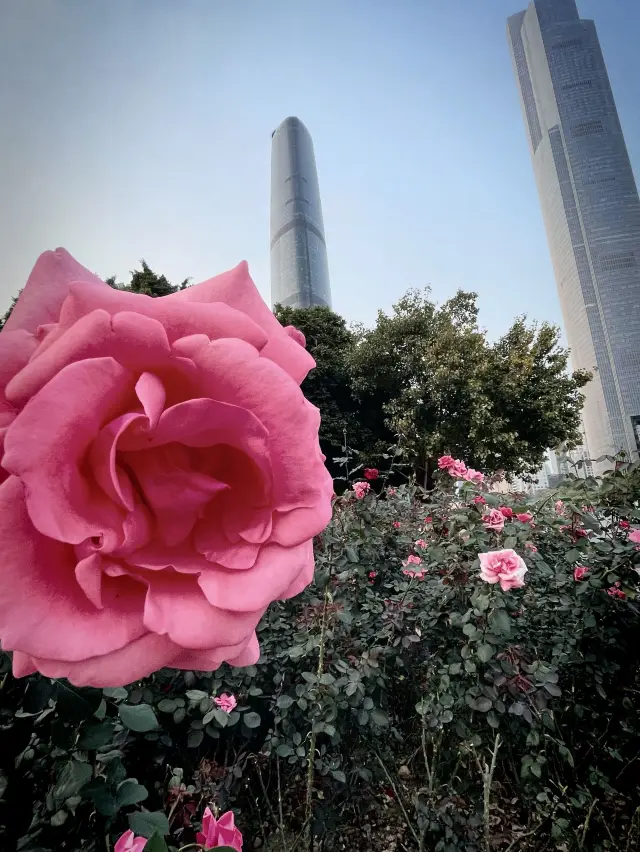 See the flowers blooming in Guangzhou City