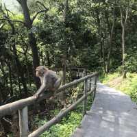 Monkey Island