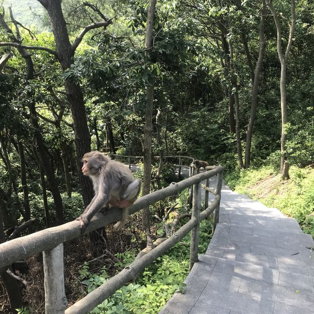 Monkey Island