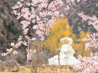 川藏公路覺巴山的桃花