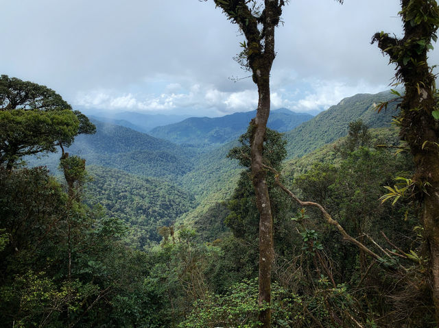 Malaysia's "The Wizard of Oz" - Kinabalu Moss Forest