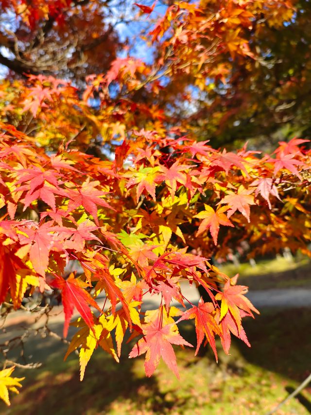 Autumn trip to Kyoto, Japan, enjoy the beauty of Bishamon-do and the red leaves of Daigo-ji Temple.