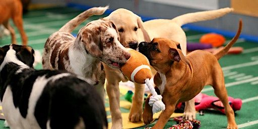 Puppy Bowl Viewing Party | The Cauldron Chicago