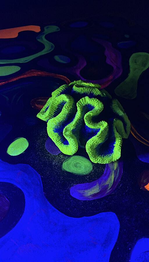 NeuroArt Neon Experience | Zanderij 29