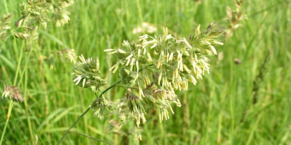 Sedges have edges! Grass and Sedge Identification Workshop | Kingcombe Visitor Centre