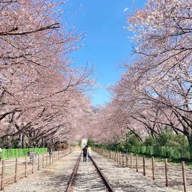 벚꽃 명소는 진해❤️