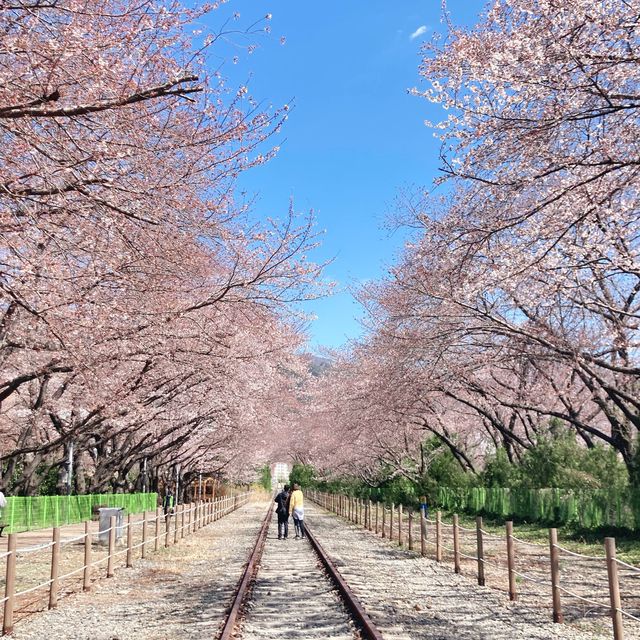 벚꽃 명소는 진해❤️