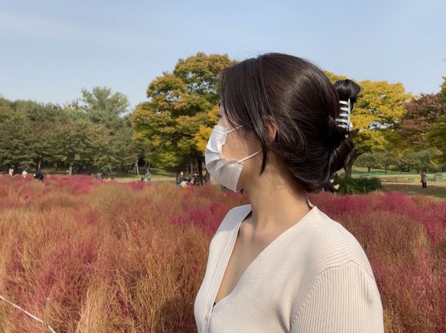 서울에서 보는 핑크뮬리💖