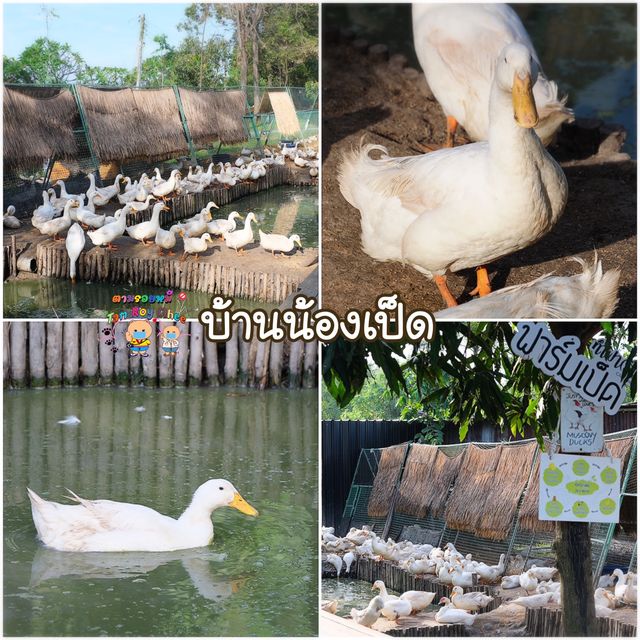 ฟาร์มคาเฟ่ที่ใหญ่ที่สุดในชลบุรี
