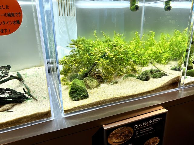 【山口】海響館で関門海峡のお魚見学⑦