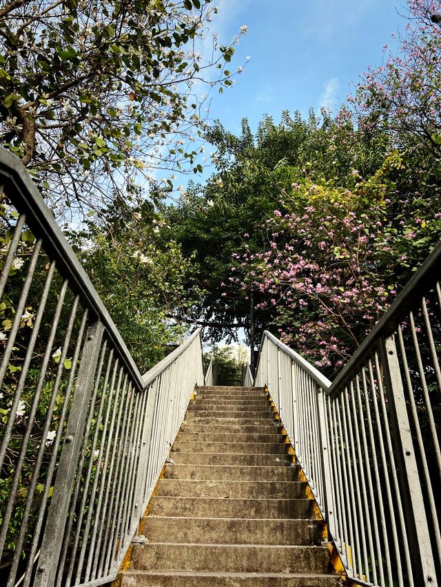 🌺饒館盡賞花中情🌸🥰