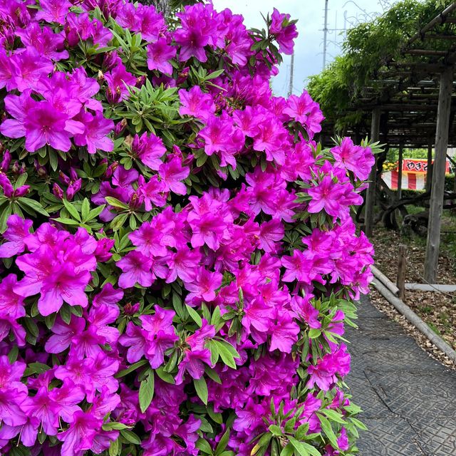 【東京】東京で藤の花といえばの名所