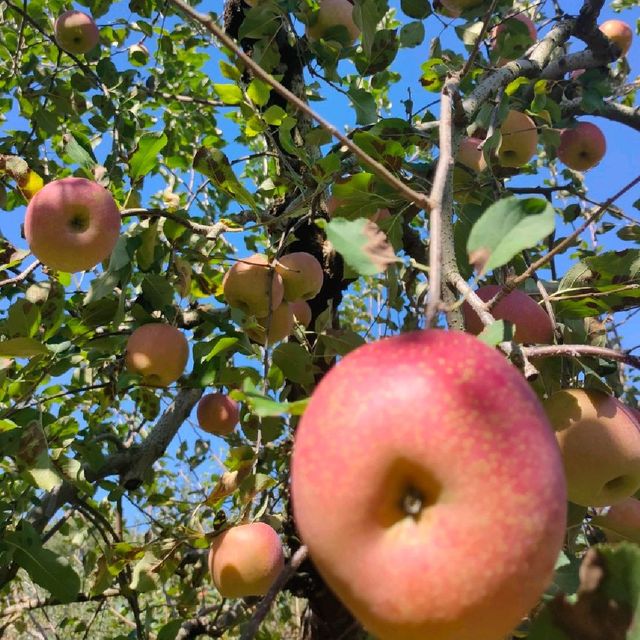 #Apple picking