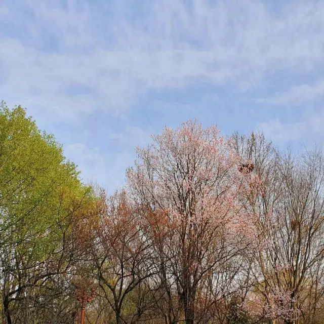 꽃구경도 하고 산책도 하고 싶다면 대구수목원🌸🌿