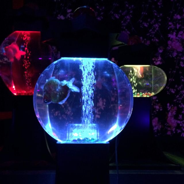 【東京】アートアクアリウム〜金魚〜進化するアート