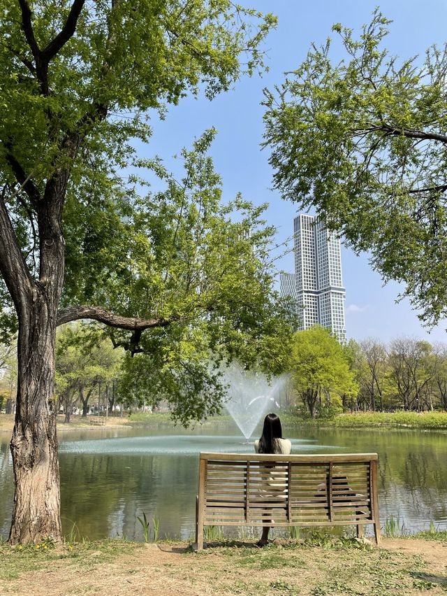 서울 튤립 명소🌷서울숲💖