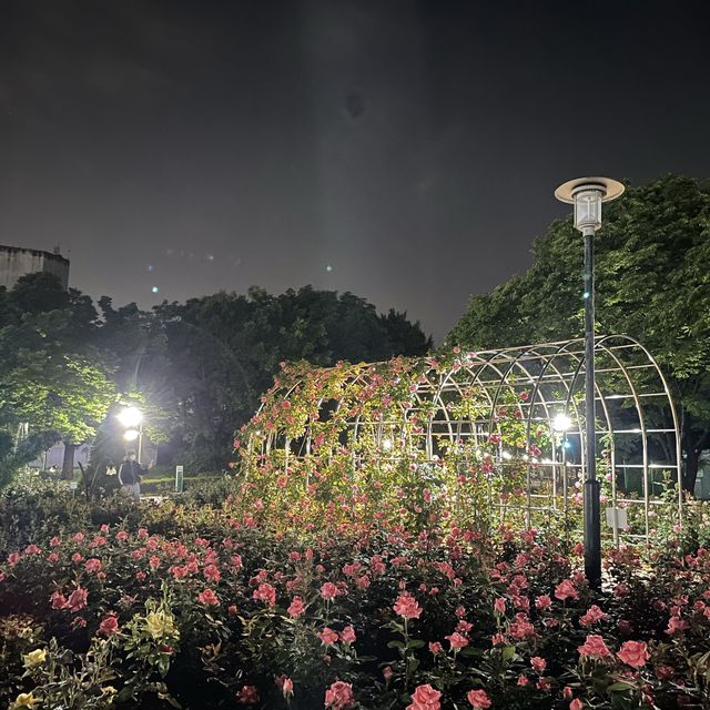 밤에도 예쁜 매력적인 장미공원🌹