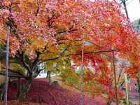【京都】京都随一の紅葉スポット！毘沙門堂門跡をご紹介
