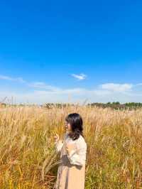 갈대속에 쏘옥🌾 시흥에서 가을여행🤎
