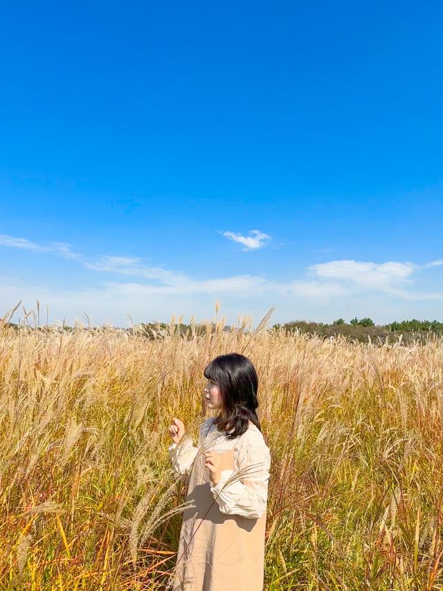 갈대속에 쏘옥🌾 시흥에서 가을여행🤎