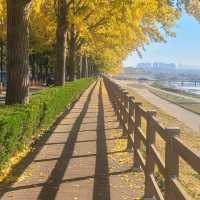 Gingko Tree
