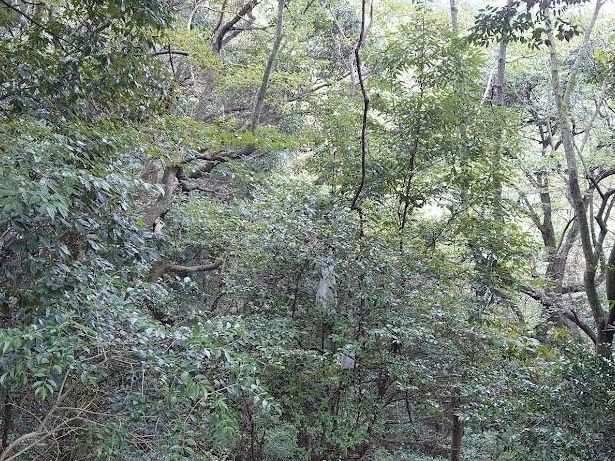 油山展望台