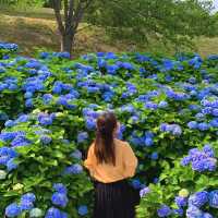 통영 이순신공원, 바다랑 함께 보는 수국 천국!🌸