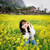 [Voyage8.] 🌼제주도에서 유채꽃놀이 하기~🌼