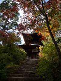 【京都】紅葉スポットの穴場？常寂光寺🍁