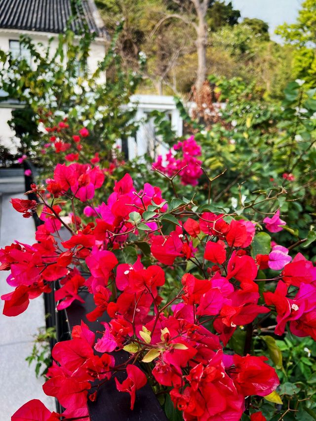 🌺饒館盡賞花中情🌸🥰