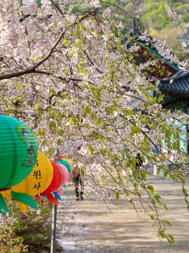 서봄에 빠질 수 없는 서울 근교 여행지 