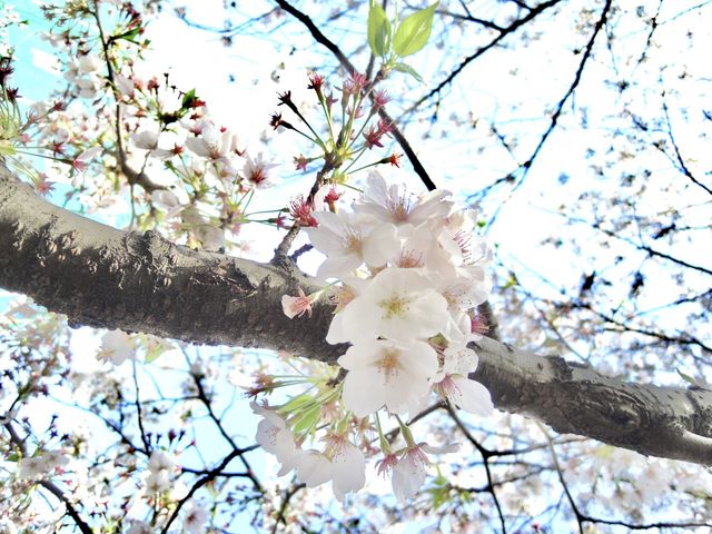 目黑川櫻花 - 沿途與你有過一幀風景