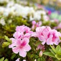 ［維多利亞公園］- 賞花好時機🌸🌺💐