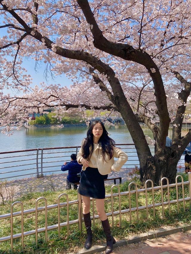 아름다운 연못과 벚꽃을 함께 만날 수 있는, 대구 ‘두류공원’