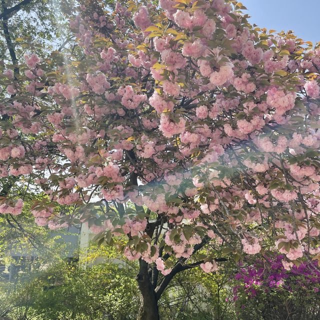 보라매공원 겹벚꽃 보러가세요🌸💓🌸