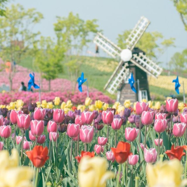 튤립축제 무료로 즐기기 평택시 농업기술센터