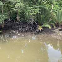 Chance to spot crocodiles in the wild