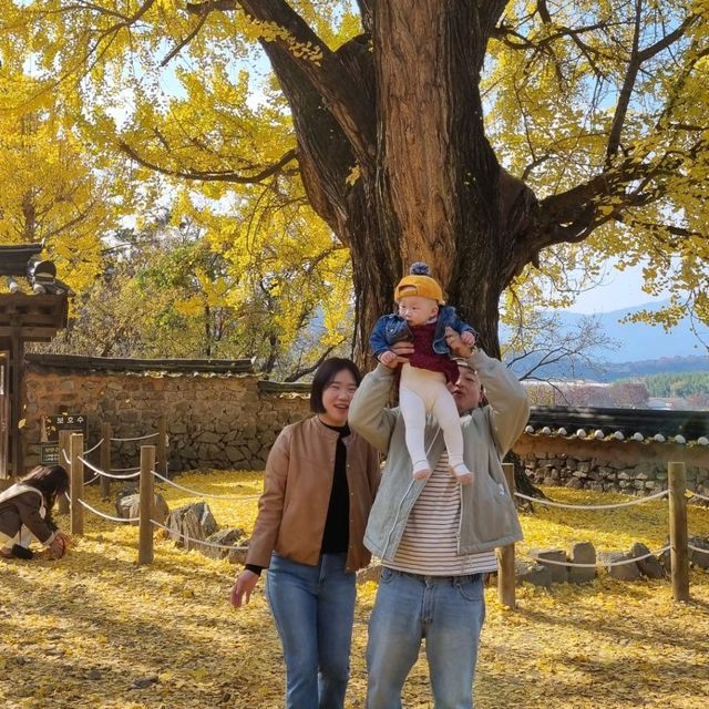 금시당에서 느끼는 늦가을 향기 