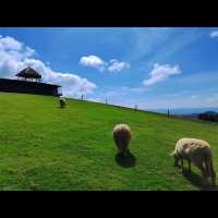 Akha Farmville🐑