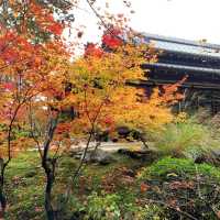 京都紅葉2022  天授庵の素晴らしいすぎる紅葉