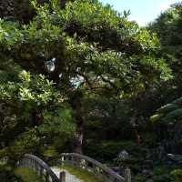 京都御所の御池の鯉