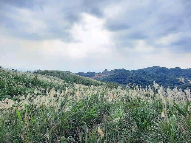 【新北】芒草季：樹林三角埔