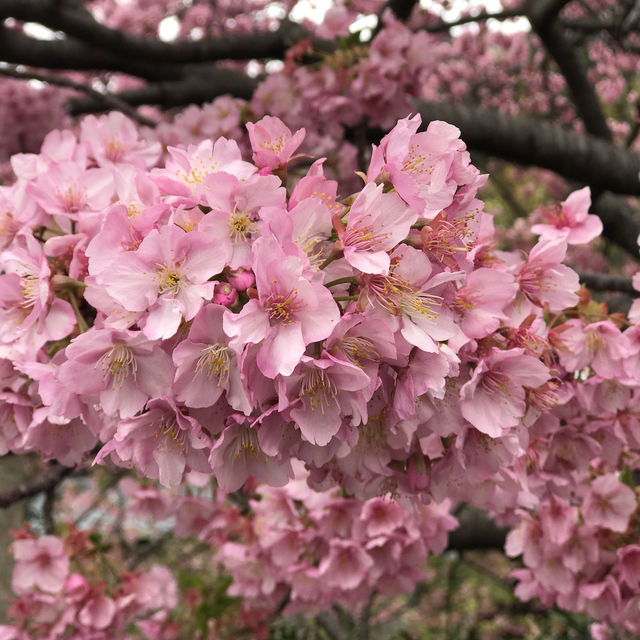［河津櫻🌸］- 嘆為觀止🤩