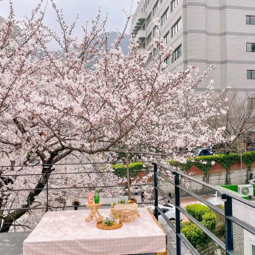 🌸지금 부산에서 젤 핫한 카페