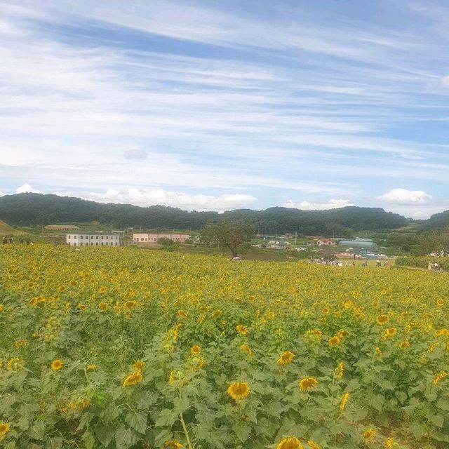 9월엔 연천 호로고루에서 해바라기🌻 