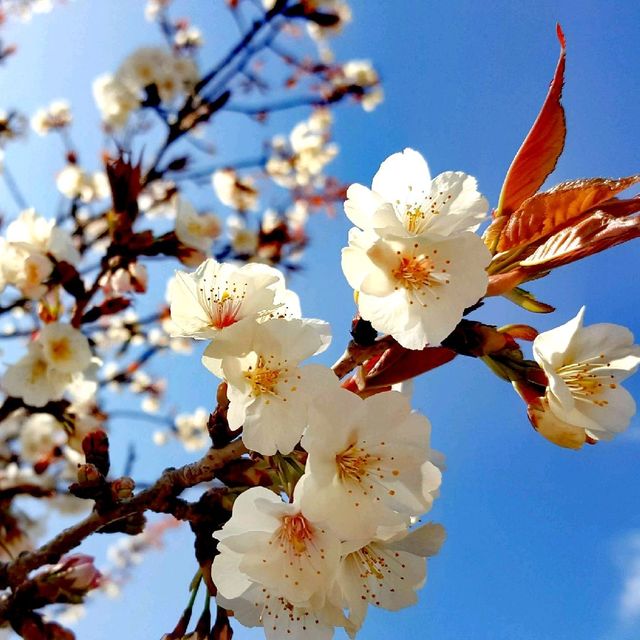 Cherry Blossoms at Osaka